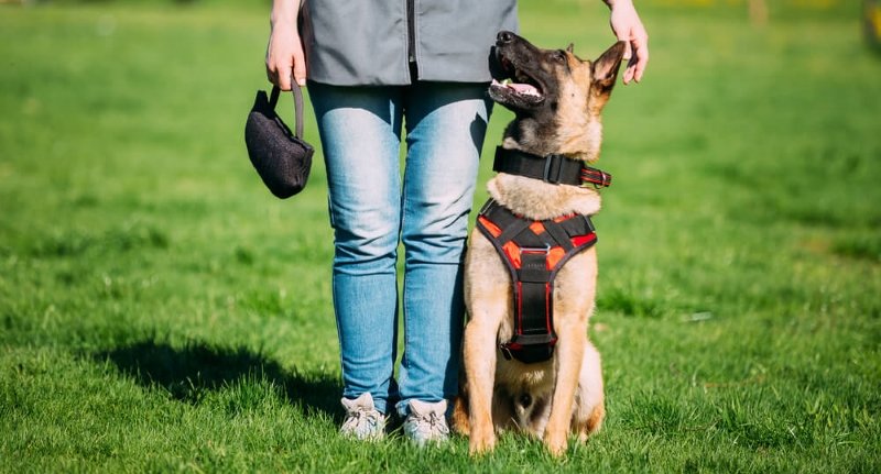 Benefits of Using Training Collars for Pets