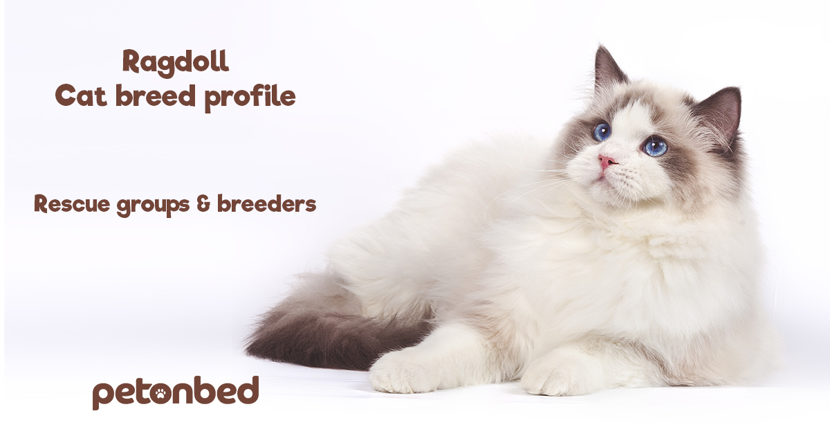 Ragdoll Cat  Breed History, Personality, and Care - Pumpkin®