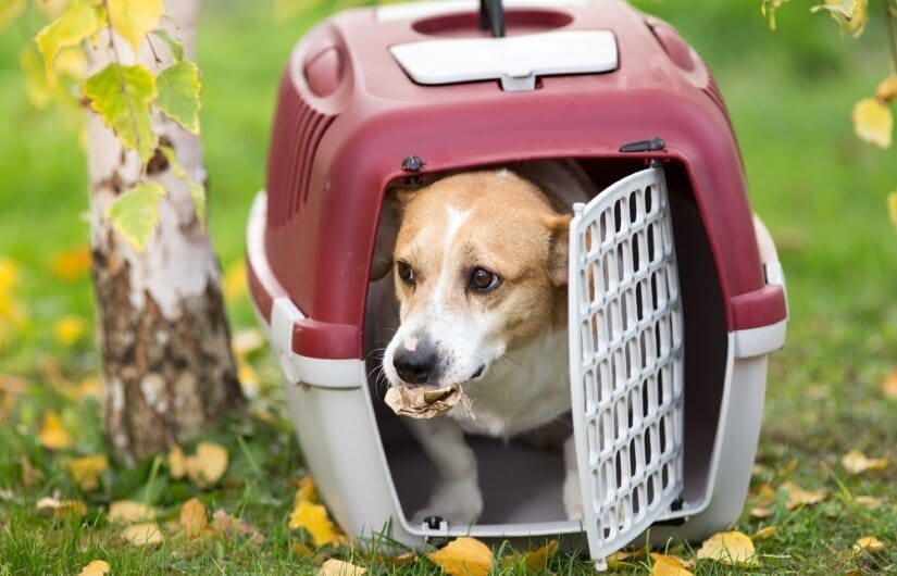 Plastic Dog Crate