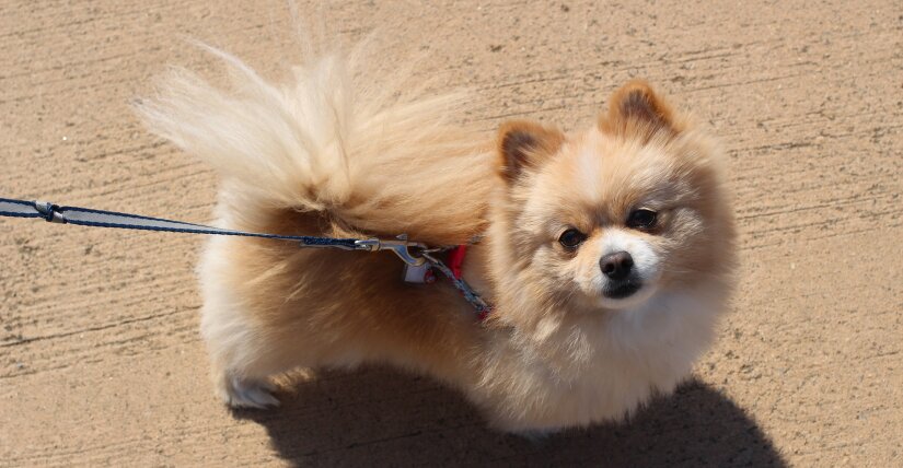 Happy pom on a walk