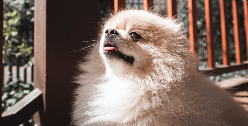 Dog enjoying sunshine