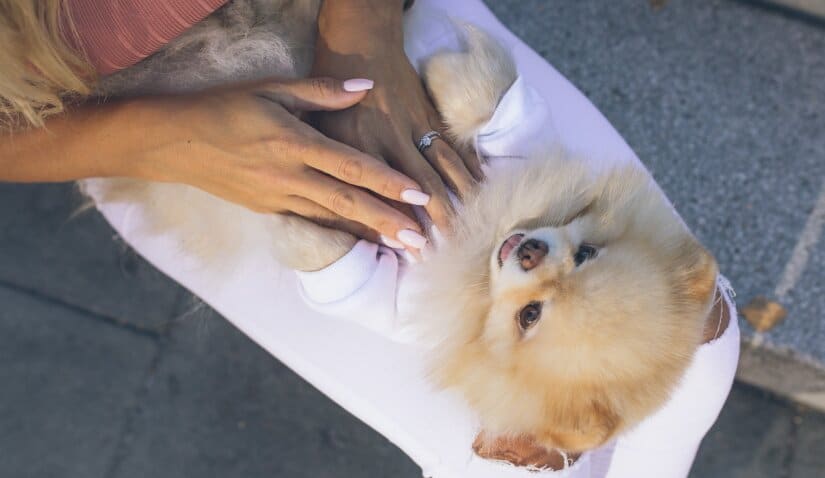 Fluffy dog on a lap