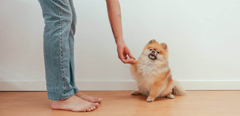 Puppy gives his paw to an owner