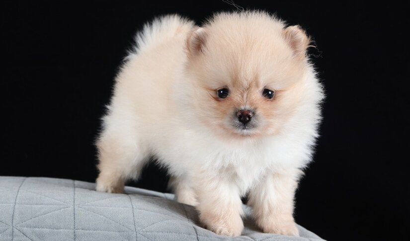 Adorable puppy on a pillow