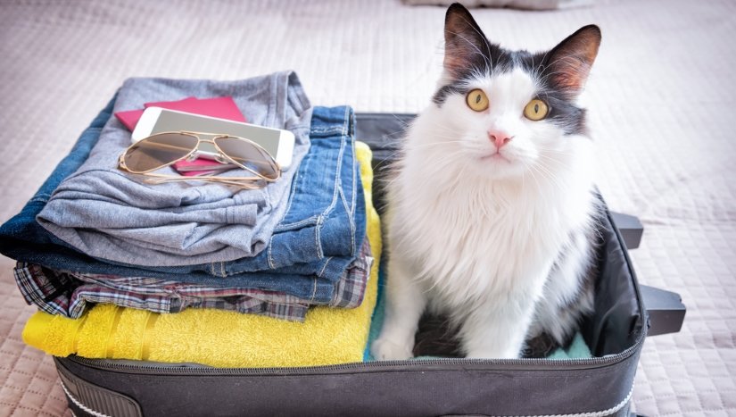Cat waiting for a trip