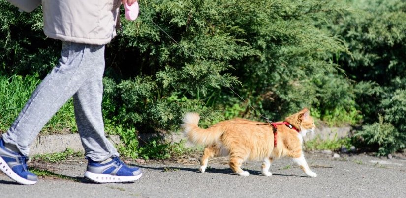 Protect Your Cat When Walking Outside