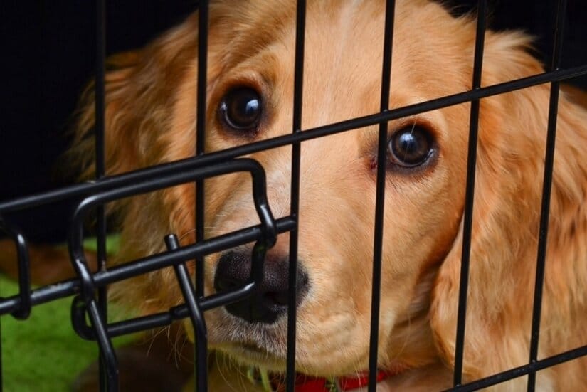 Puppy in crate