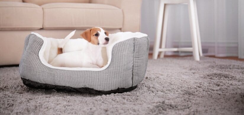 Puppy on bed