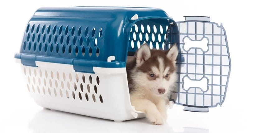 Puppy in crate