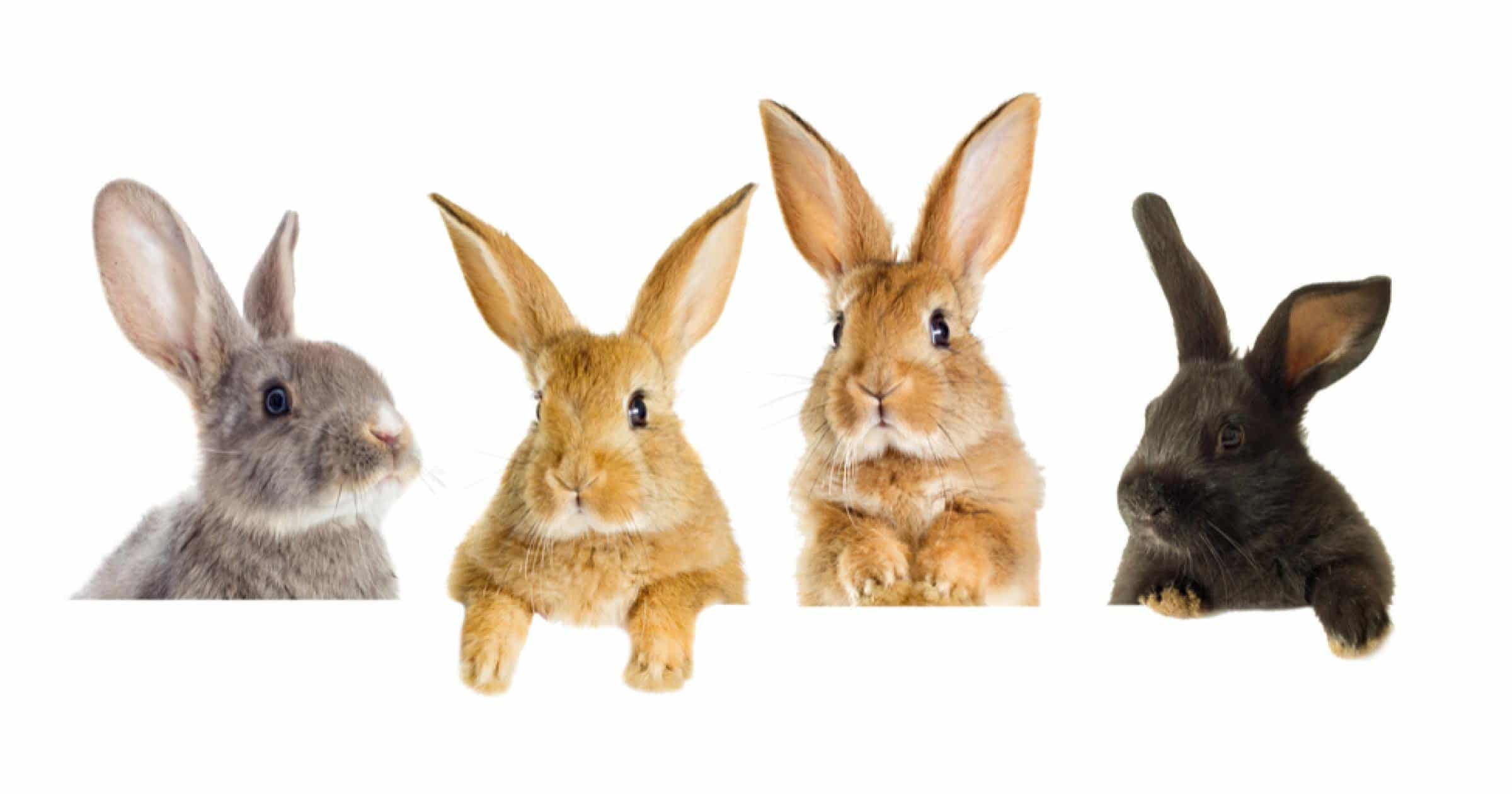 Rabbit Breeds