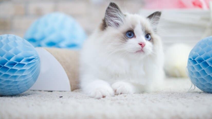 Ragdoll Kitten