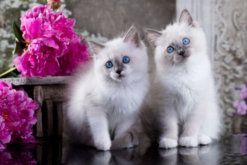 Ragdoll Kittens