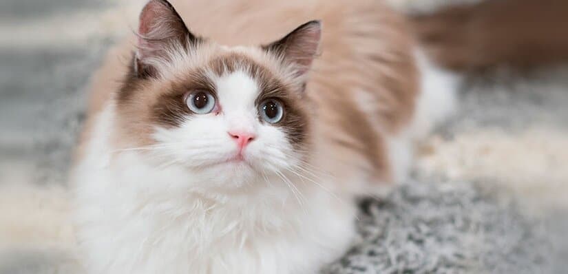 Ragdoll Portrait