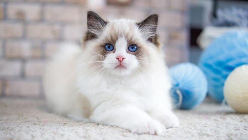 Ragdoll Kitten