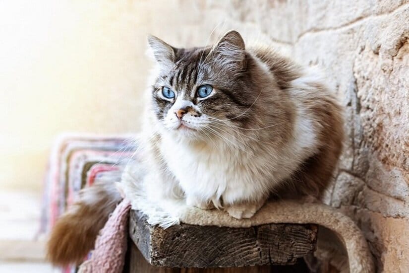 Ragdoll Cat Breed Information