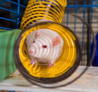 Rat in tube