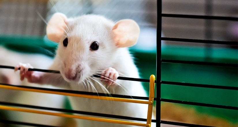 Rat in cage