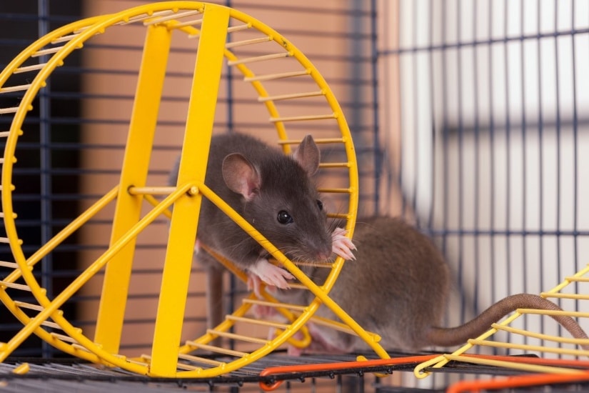 Rat in wheel