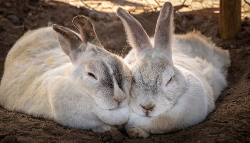 two rabbits bask in each other