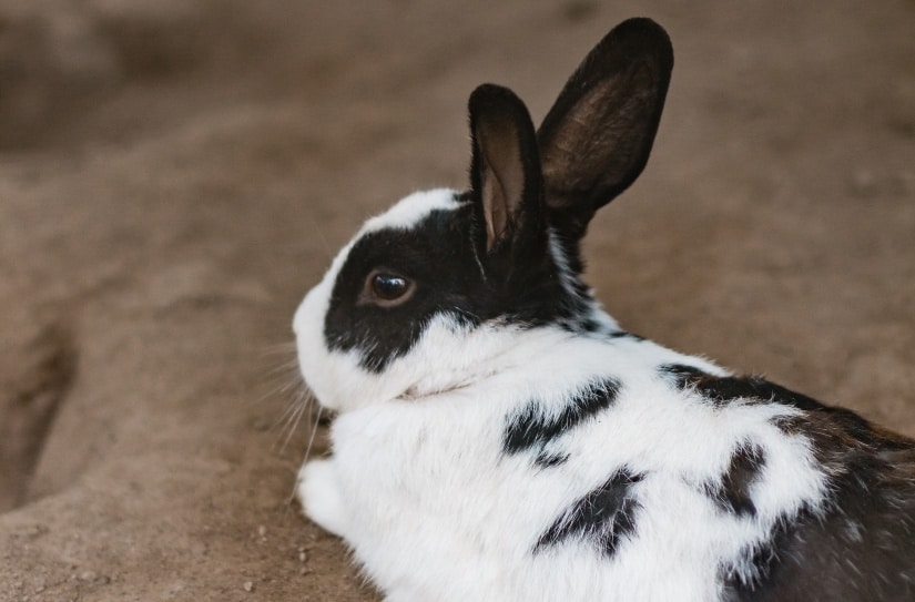 black and white bunny is resting