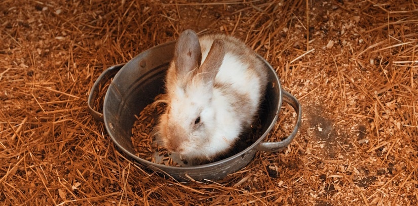 little rabbit in a bucket