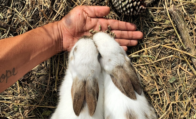 hand feed two pet