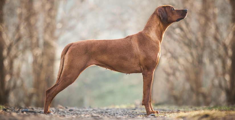 Dog standing on the rocks