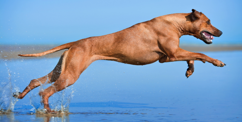 Dog jumping into the sea