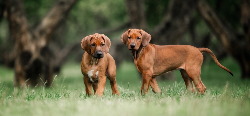 Puppies playing together