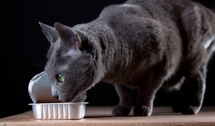 Cat eating canned catfood