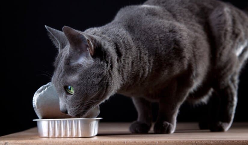 Russian Blue Archangel Blue Cat Breed Profile Pet on Bed