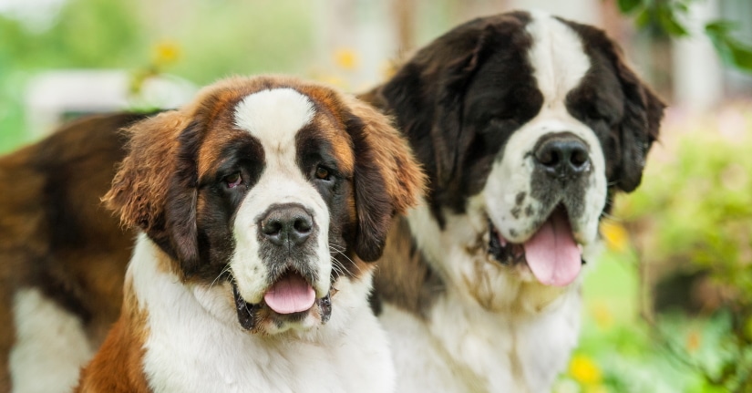 Two dogs on a walk