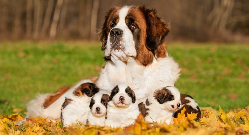 Female dog with her pups