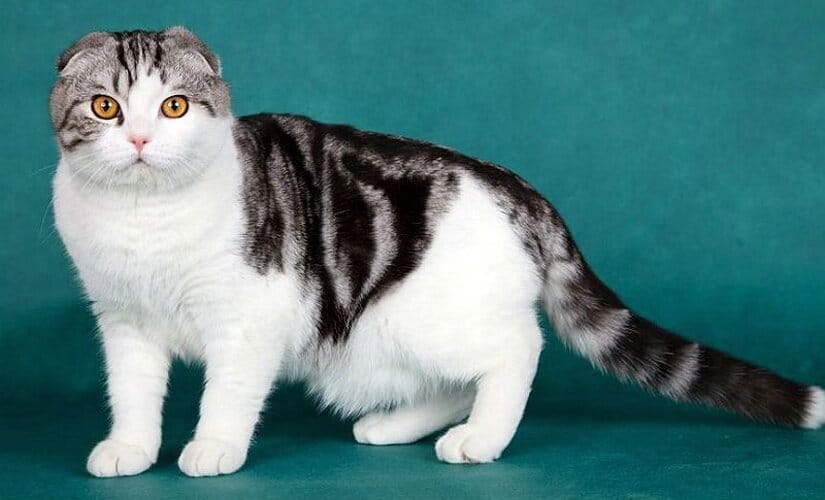 Scottish Fold cat profile