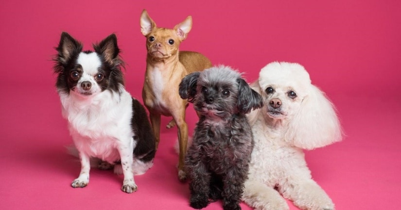 Small dogs of different breeds