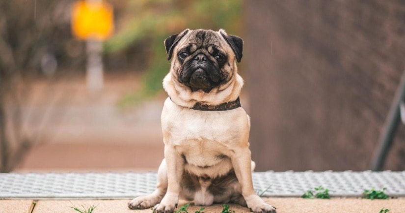 Pug