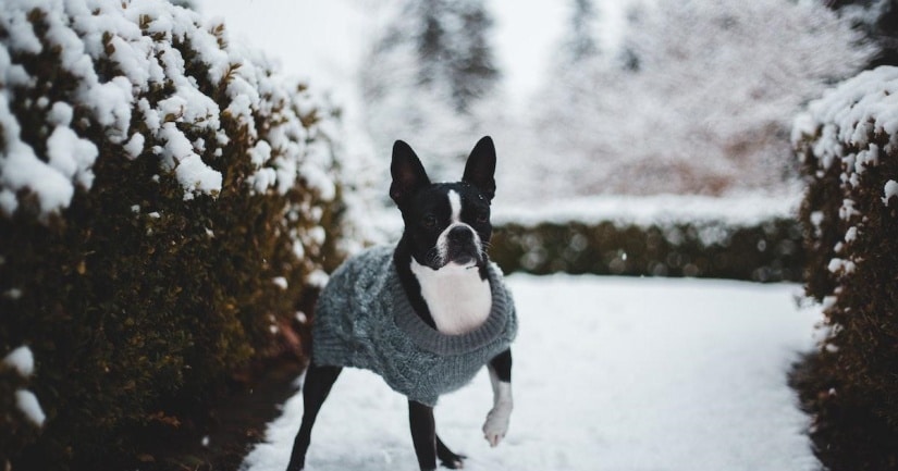 Boston Terrier