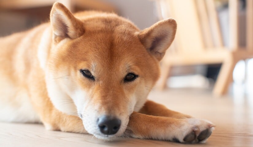 Bored puppy on a floor