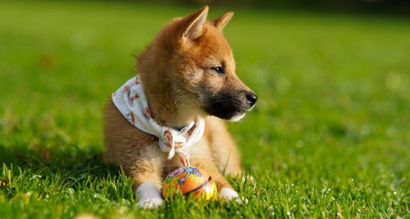 Puppy playing with his toy