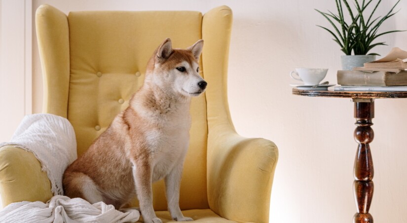 Dog on a sofa