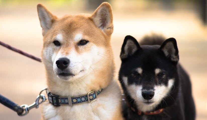 Two dogs on a walk