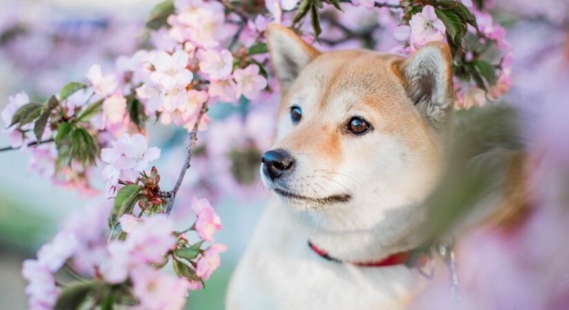 Dog with pink flowers