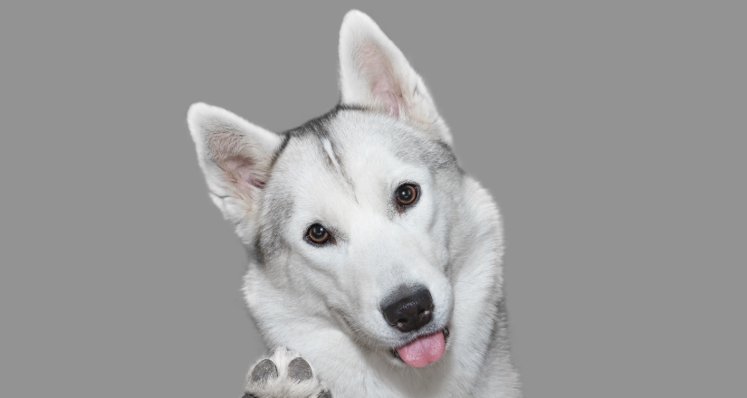 Husky dog gives a paw