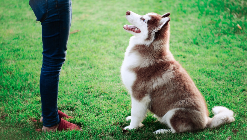 Owner trains dog at the park