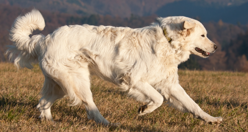 White dog running on meadow