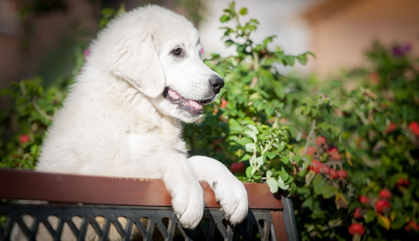 Puppy on a bench