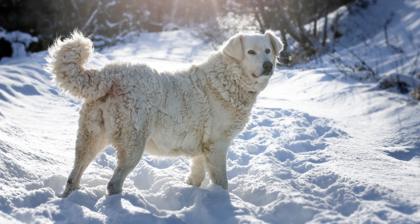 Beautiful adult white dog