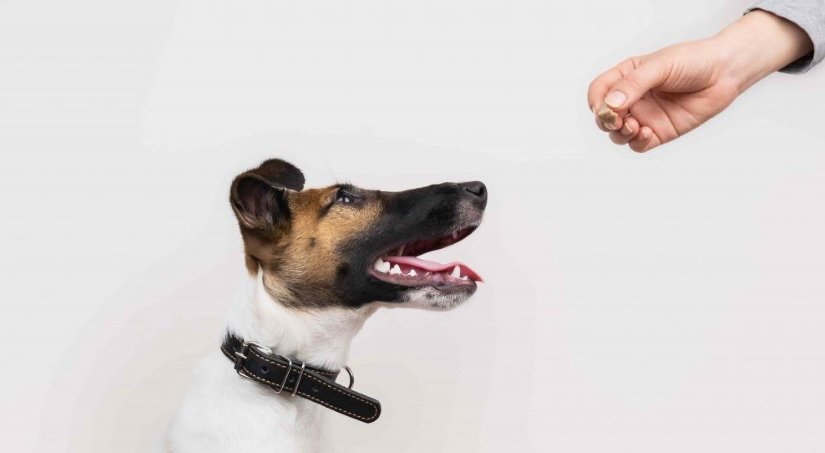 Smooth Fox Terrier Excercise