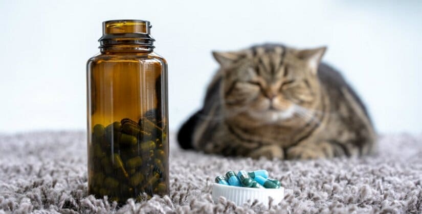 Cat Supplements