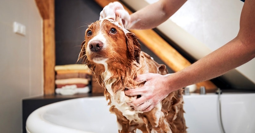owner lathers the dog